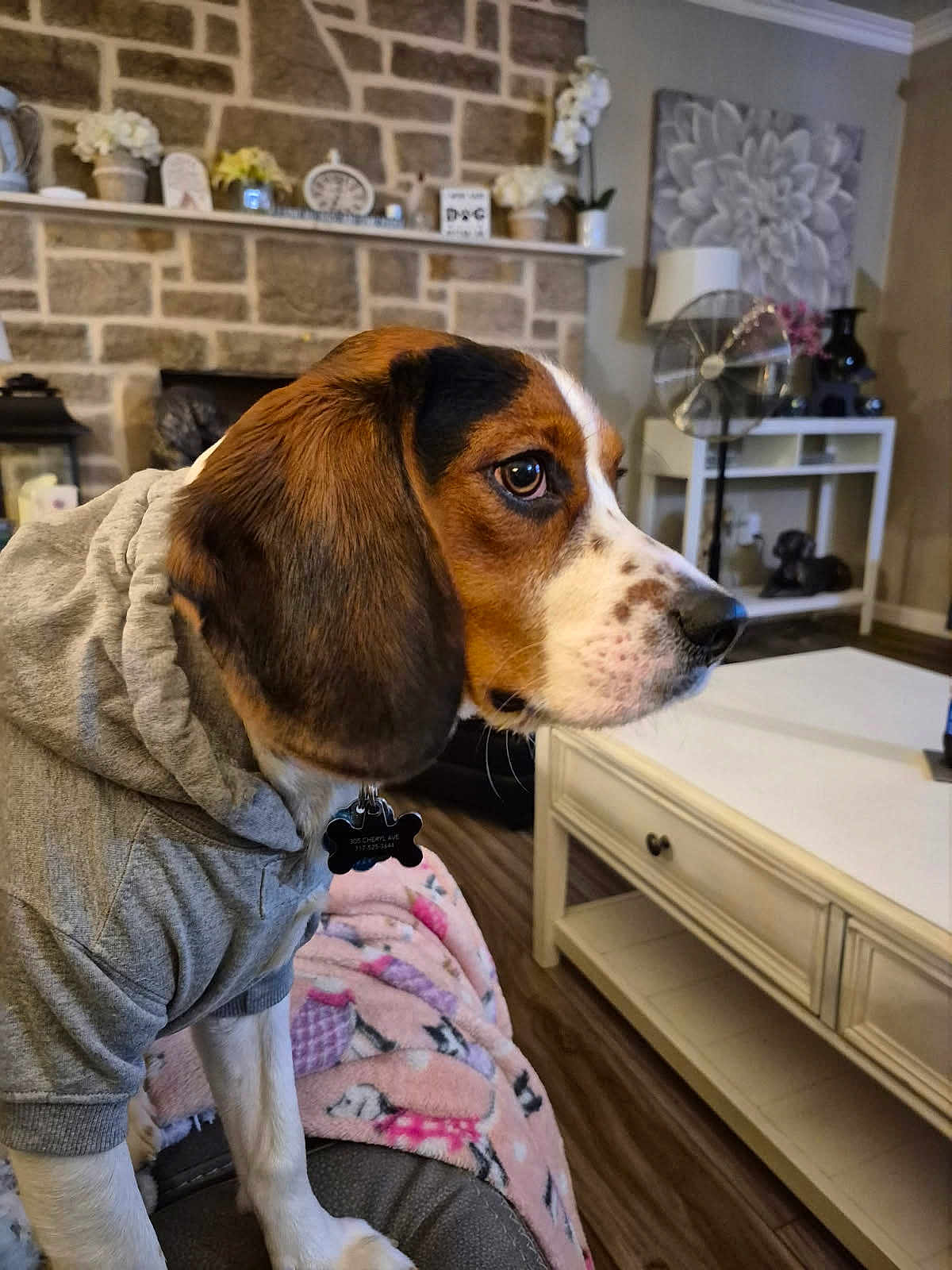 Shelby is registered to the contest to win money with this photo: dog, beagle, hoodie, pet, indoor, couch, blanket, living_room, furniture, decor, table, lamp, fan, wood_floor, cozy, side_view, closeup, animal, cute, domestic