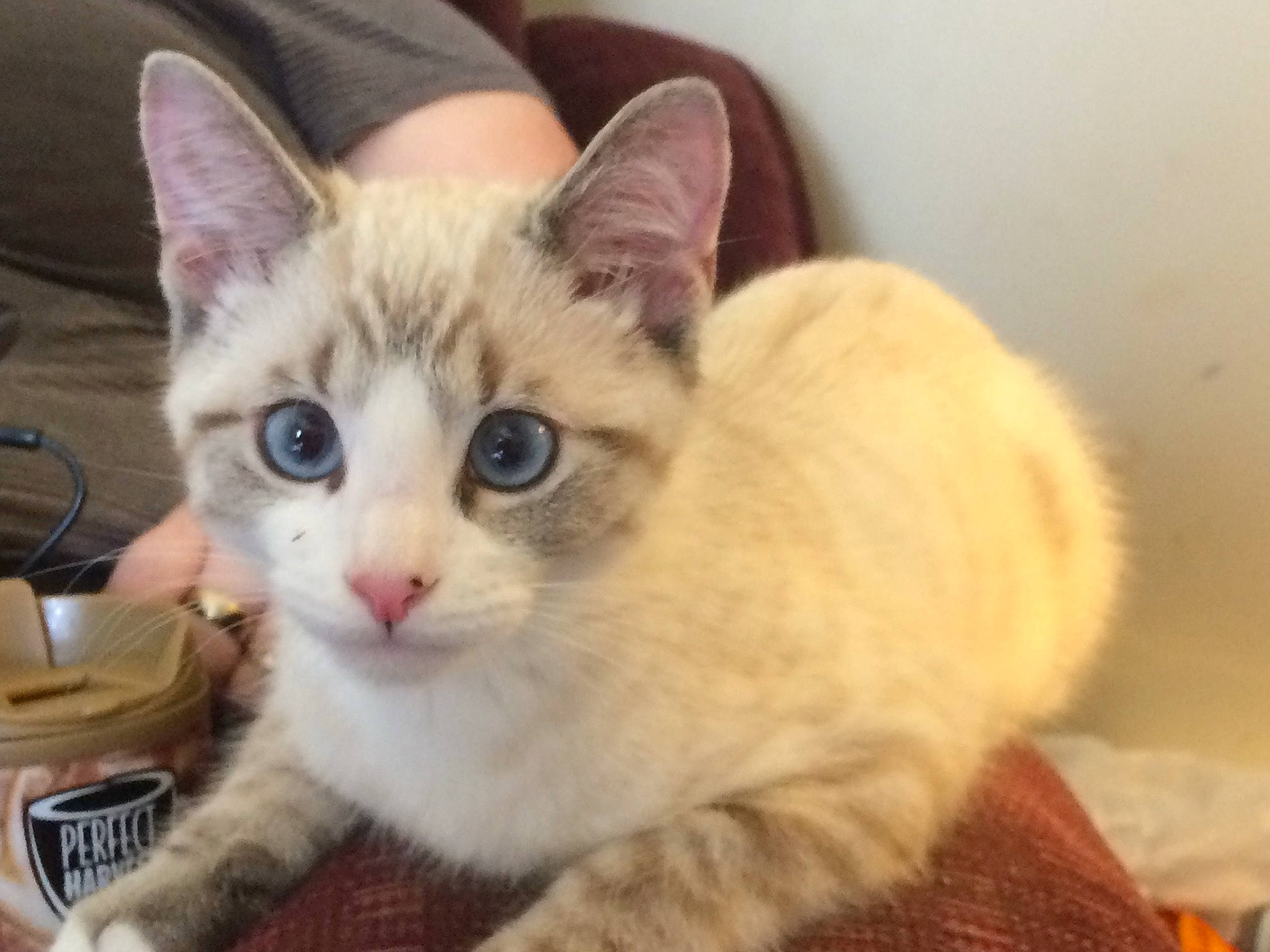 Latte joined the competition — help win amazing prizes! carnivore, cat, cat_furniture, cat_supply, claw, domestic_short_haired_cat, fang, fawn, felidae, fur, paw, pet_supply, small_to_medium_sized_cats, snout, tail, whiskers, window