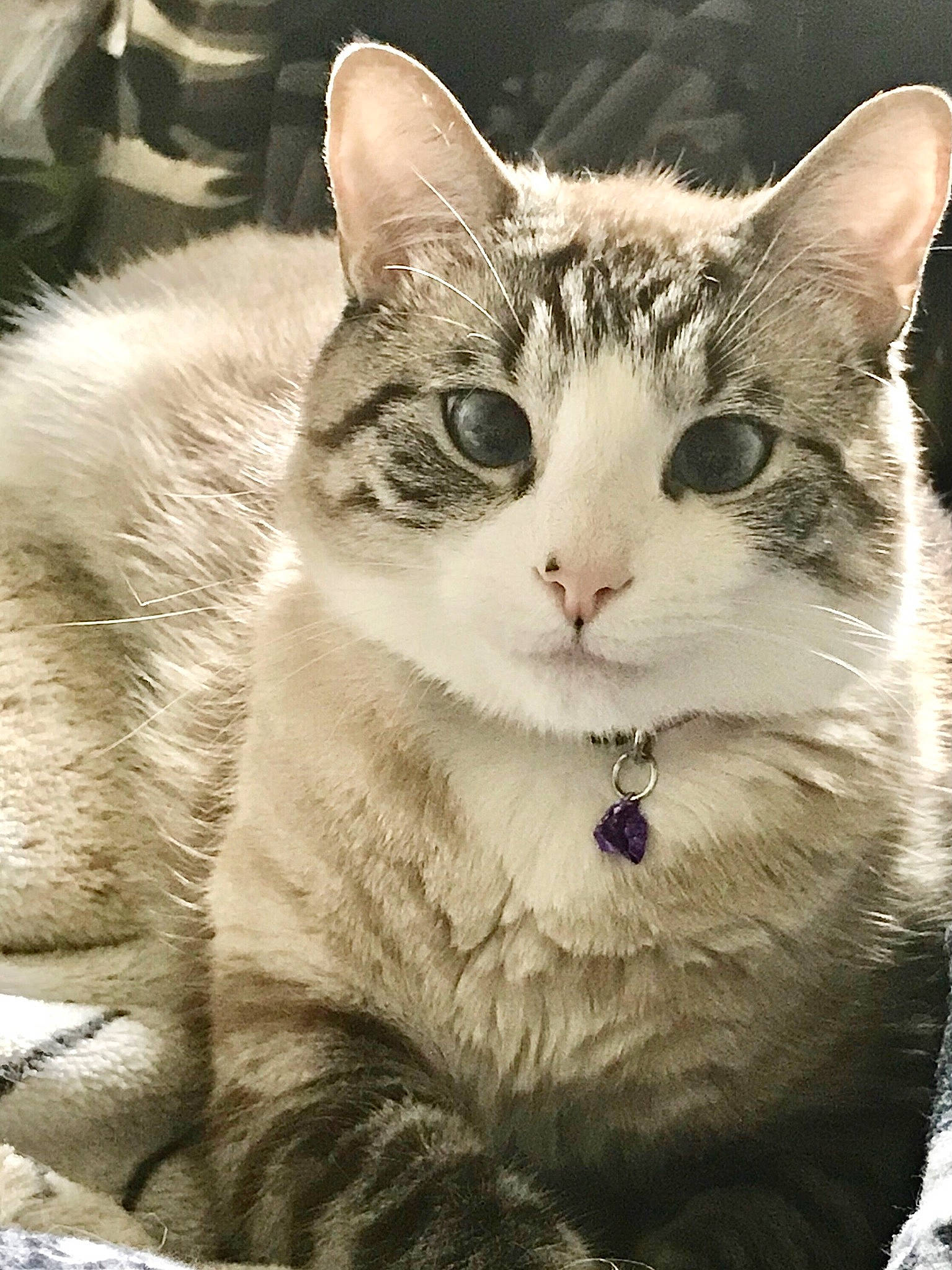 Latte is registered to the contest to win money with this photo: art, carnivore, cat, claw, domestic_short_haired_cat, eye, felidae, fur, mammal, paw, photo_caption, small_to_medium_sized_cats, snout, tail, terrestrial_animal, tree, whiskers, wildlife, window