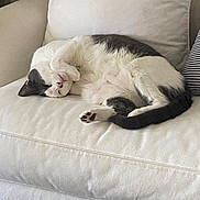 Merlin joined the competition — help win amazing prizes! cat, sleeping, couch, white, furniture, pet, indoor, relaxation, cozy, fur, paw, tail, resting, home, domestic, animal, cute, peaceful, black_and_white, soft