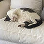 cat, sleeping, couch, white, furniture, pet, indoor, relaxation, cozy, fur, paw, tail, resting, home, domestic, animal, cute, peaceful, black_and_white, soft