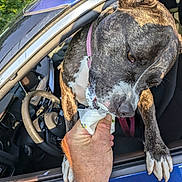 Rico is registered to the contest to win money with this photo: animal, brown, canine, car, collar, daylight, dog, front_seat, hand, happy, ice_cream, licking, outdoor, pet, seat, steering_wheel, summer, treat, white, window