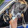 animal, brown, canine, car, collar, daylight, dog, front_seat, hand, happy, ice_cream, licking, outdoor, pet, seat, steering_wheel, summer, treat, white, window