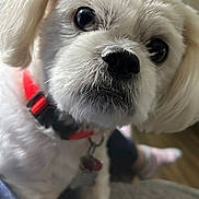 Rory is registered to the contest to win money with this photo: dog, white_dog, close_up, pet, collar, cute, fluffy, indoor, animal, canine, face, nose, fur, ears, domestic_animal, looking, young, small_dog, companion, friendly