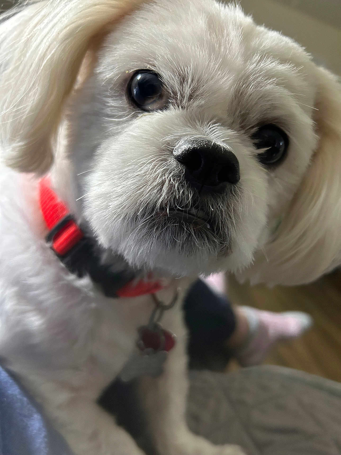 Rory is registered to the contest to win money with this photo: dog, white_dog, close_up, pet, collar, cute, fluffy, indoor, animal, canine, face, nose, fur, ears, domestic_animal, looking, young, small_dog, companion, friendly