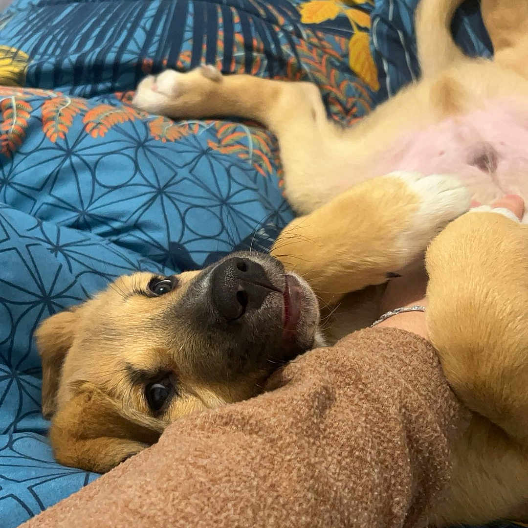 Louky a rejoint le concours — aidez-le/la à gagner de superbes lots ! dog, puppy, playing, cuddling, blanket, blue, yellow, patterned, paw, nose, fur, bedroom, relaxed, human_arm, sweater, indoor, cute, pet, lying_down, cozy