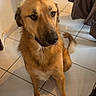 Louky a rejoint le concours — aidez-le/la à gagner de superbes lots ! dog, brown_dog, pet, indoor, tiled_floor, sitting, calm, coat, door, glass_panes, animal, canine, floor_tiles, house, looking_away, ears, tail, fur, shadow, domestic
