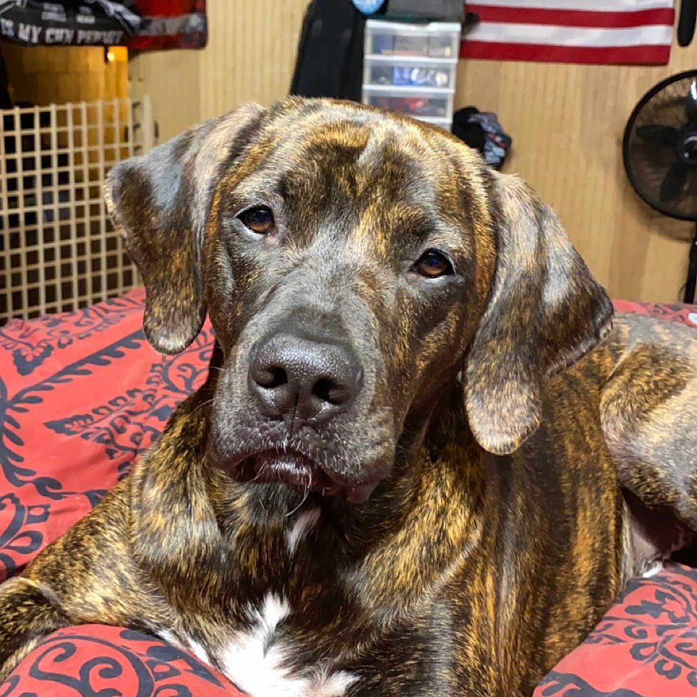 Milo