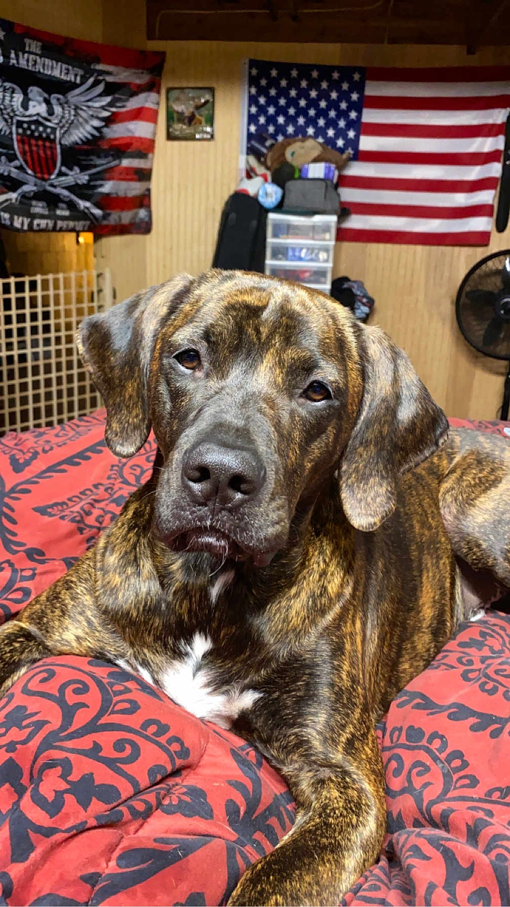Milo