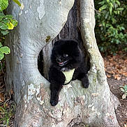 Loki a rejoint le concours — aidez-le/la à gagner de superbes lots ! dog, black_dog, tree, tree_trunk, hollow, nature, forest, leaves, greenery, outdoor, animal, pet, playful, curious, fur, ground, bark, wood, small_dog, canine