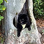 dog, black_dog, tree, tree_trunk, hollow, nature, forest, leaves, greenery, outdoor, animal, pet, playful, curious, fur, ground, bark, wood, small_dog, canine