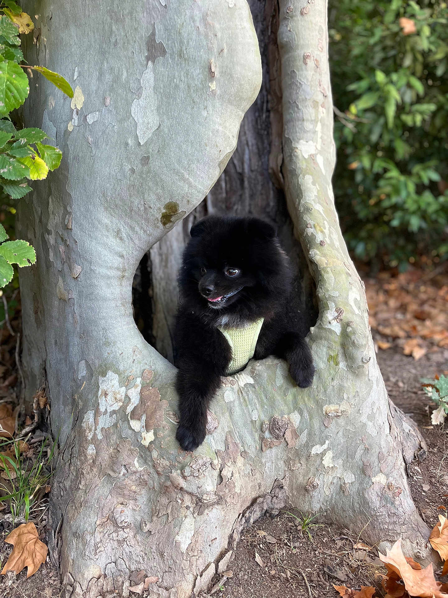 Loki a rejoint le concours — aidez-le/la à gagner de superbes lots ! dog, black_dog, tree, tree_trunk, hollow, nature, forest, leaves, greenery, outdoor, animal, pet, playful, curious, fur, ground, bark, wood, small_dog, canine