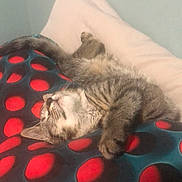 Lucy is registered to the contest to win money with this photo: cat, tabby, sleeping, blanket, red_circles, pillow, indoor, resting, fur, pet, cozy, relaxed, cute, animal, feline, pattern, comfort, soft, home, nap