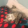 cat, tabby, sleeping, blanket, red_circles, pillow, indoor, resting, fur, pet, cozy, relaxed, cute, animal, feline, pattern, comfort, soft, home, nap