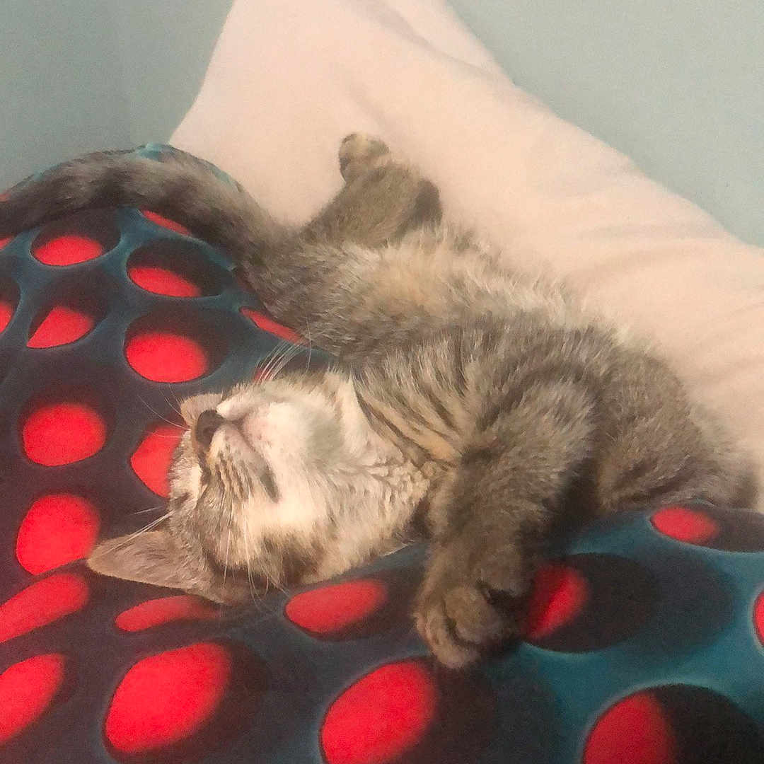 Lucy is registered to the contest to win money with this photo: animal, blanket, cat, comfort, cozy, cute, feline, fur, home, indoor, nap, pattern, pet, pillow, red_circles, relaxed, resting, sleeping, soft, tabby