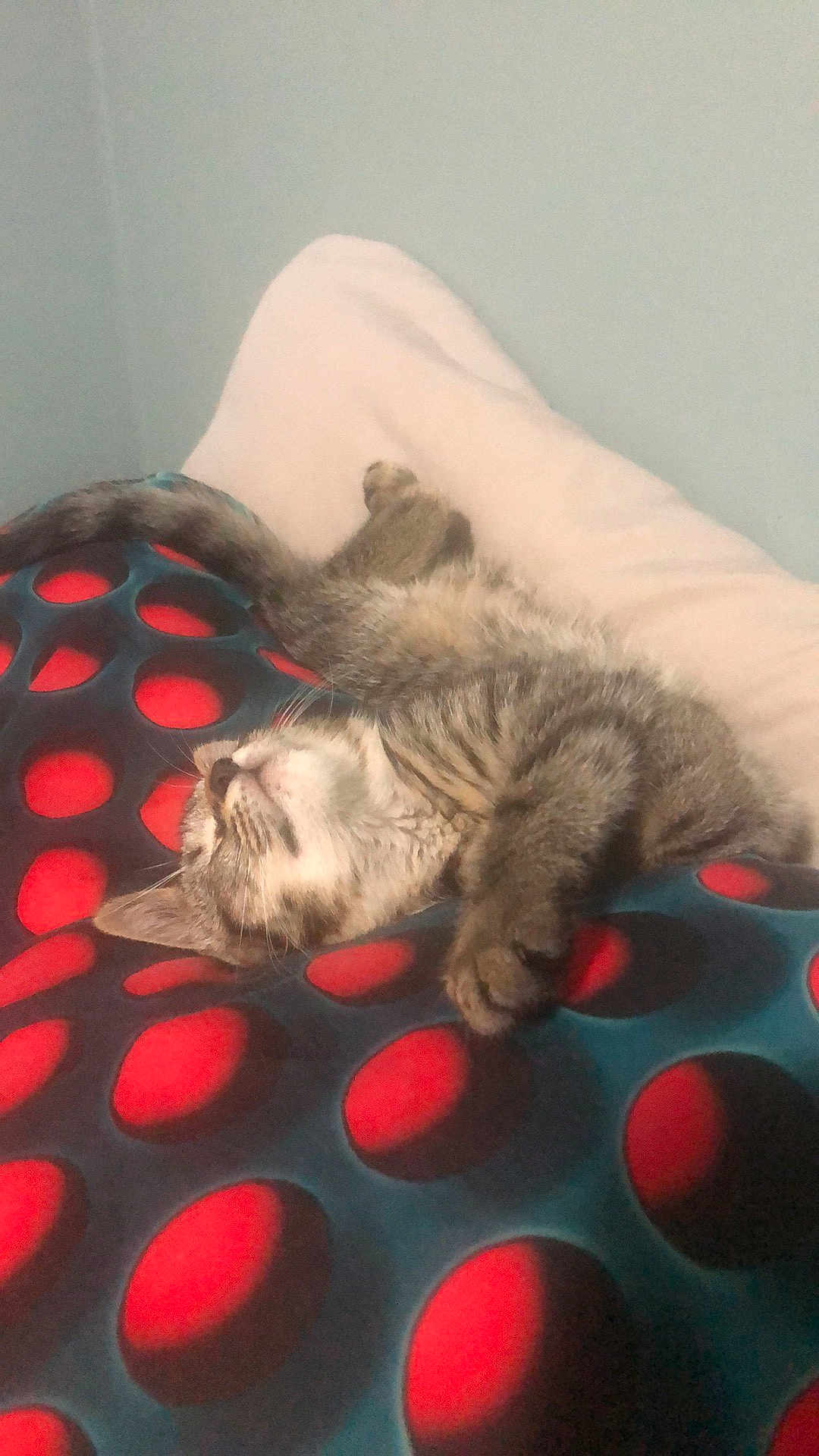 Lucy is registered to the contest to win money with this photo: cat, tabby, sleeping, blanket, red_circles, pillow, indoor, resting, fur, pet, cozy, relaxed, cute, animal, feline, pattern, comfort, soft, home, nap