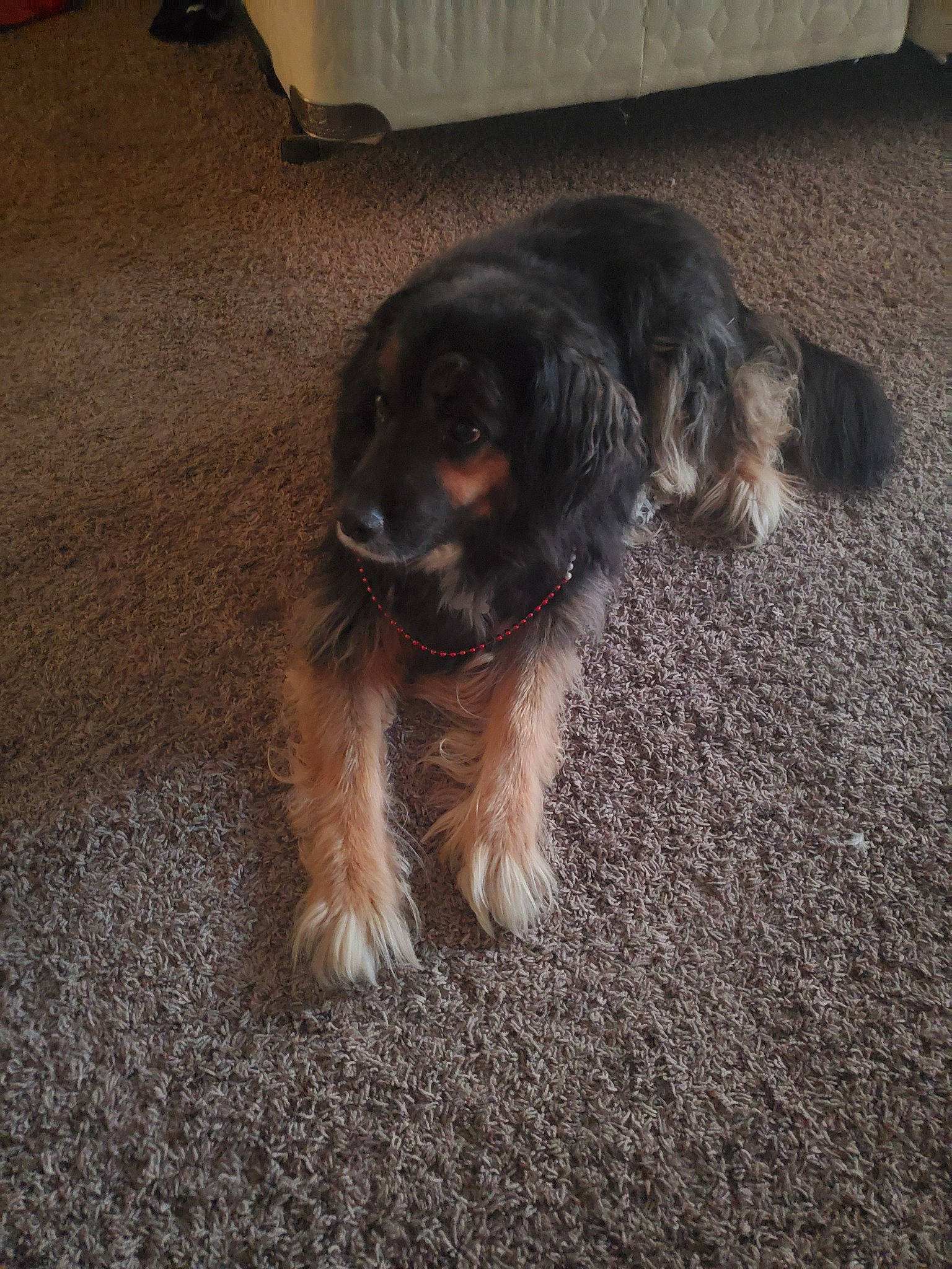 Kramer joined the competition — help win amazing prizes! border_terrier, canidae, carnivore, companion_dog, dog, dog_breed, mammal, puppy, snout, spaniel, sporting_group, tibetan_terrier