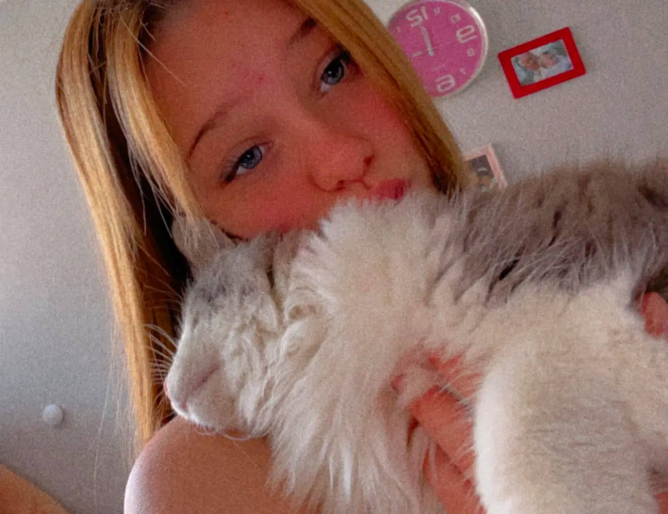 Mamour a rejoint le concours — aidez-le/la à gagner de superbes lots ! carnivore, cat, comfort, companion_dog, ear, eye, eyebrow, eyelash, fawn, felidae, fur_clothing, hair, head, lip, long_hair, nose, small_to_medium_sized_cats, snout, toy, whiskers