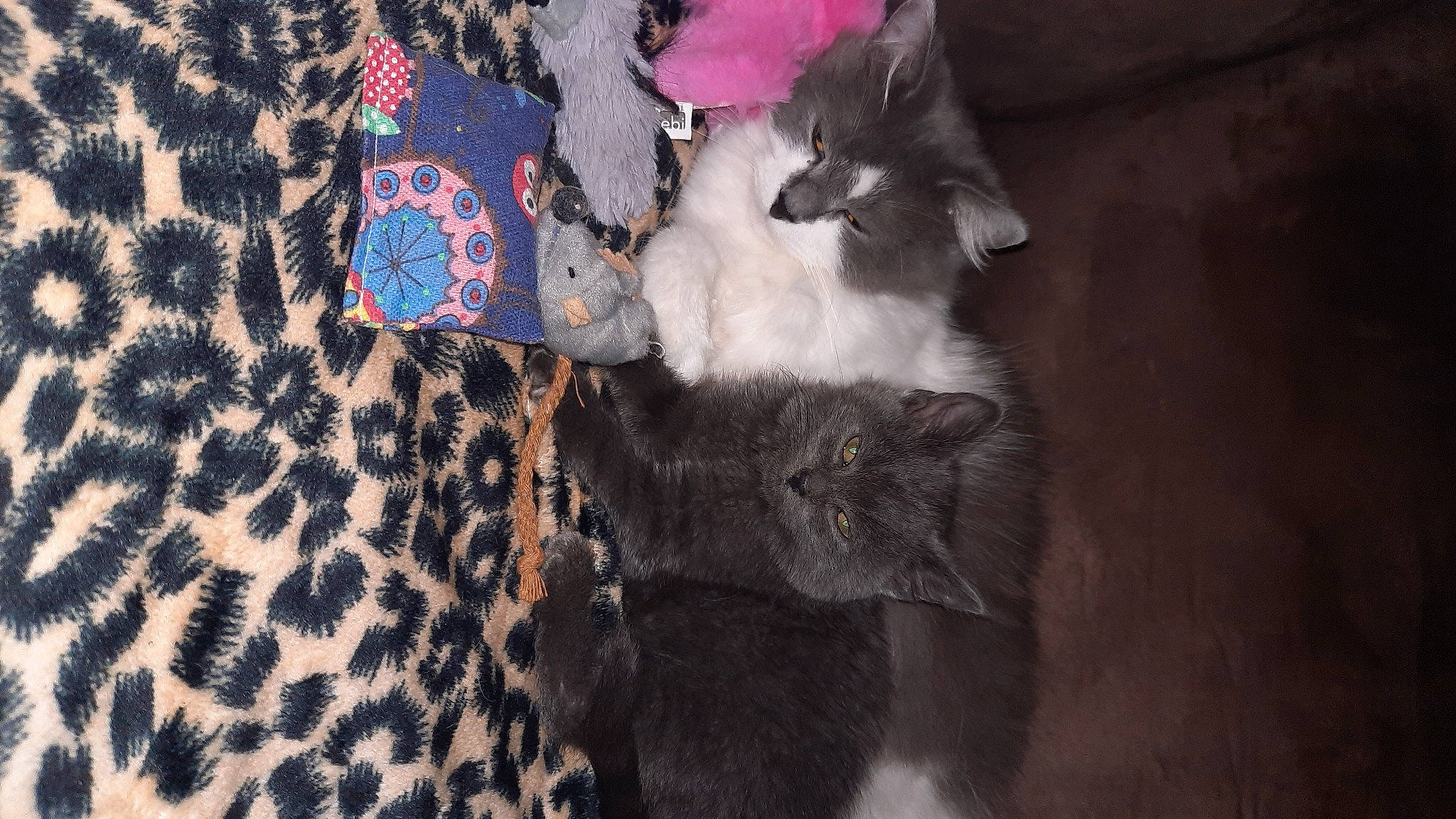 Chouki participe au concours pour gagner de l'argent avec cette photo : black_cat, carmine, carnivore, cat, comfort, domestic_short_haired_cat, electric_blue, felidae, flooring, fur, grey, pattern, paw, petal, plant, sleeve, small_to_medium_sized_cats, tail, tree, whiskers