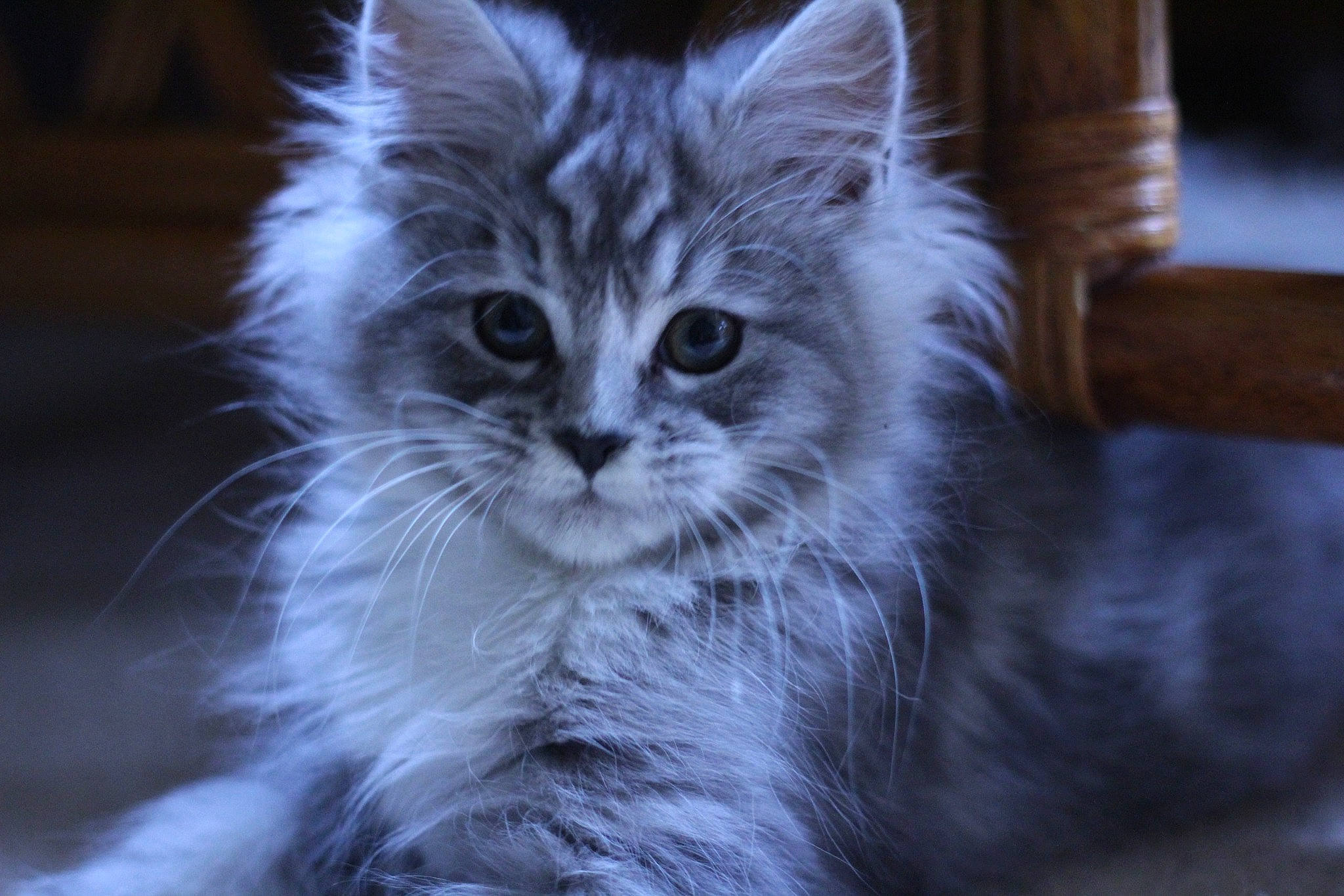 Gloria is registered to the contest to win money with this photo: carnivore, cat, darkness, electric_blue, eye, felidae, fur, iris, monochrome_photography, small_to_medium_sized_cats, snout, terrestrial_animal, whiskers