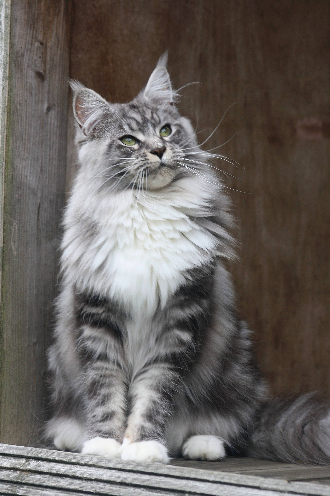 Gloria is registered to the contest to win money with this photo: automotive_tire, carnivore, cat, domestic_short_haired_cat, felidae, fur, grey, maine_coon, monochrome, monochrome_photography, paw, sitting, small_to_medium_sized_cats, snout, tail, terrestrial_animal, tree, whiskers, wildlife, wood