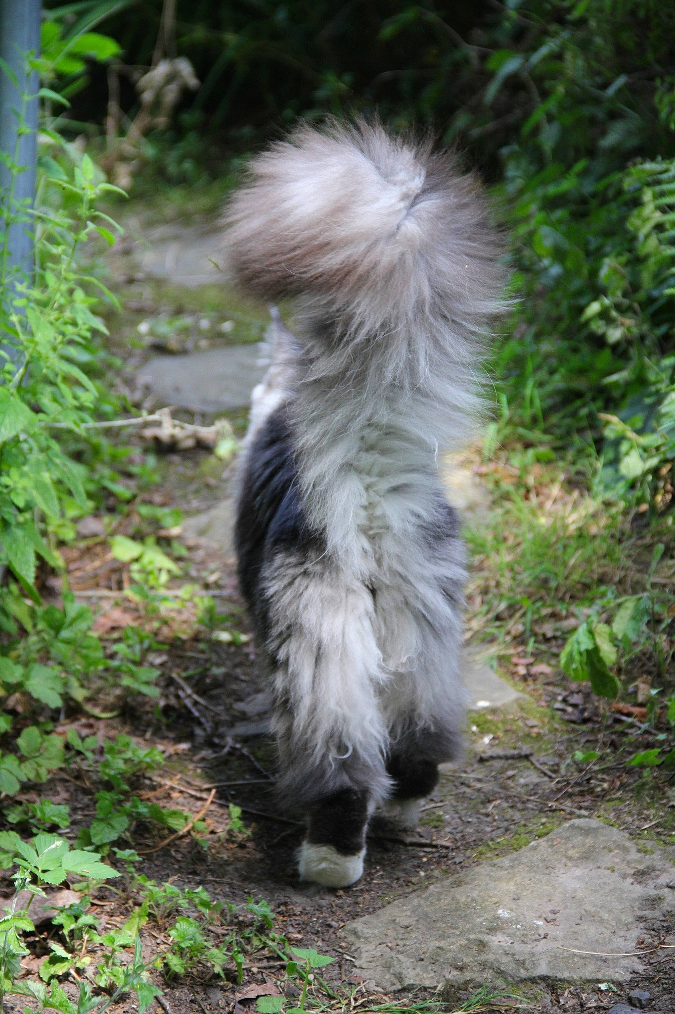 Gloria is registered to the contest to win money with this photo: canidae, carnivore, cat, companion_dog, dog_breed, fur, grass, groundcover, jungle, plant, shrub, soil, tail, terrestrial_animal, terrestrial_plant