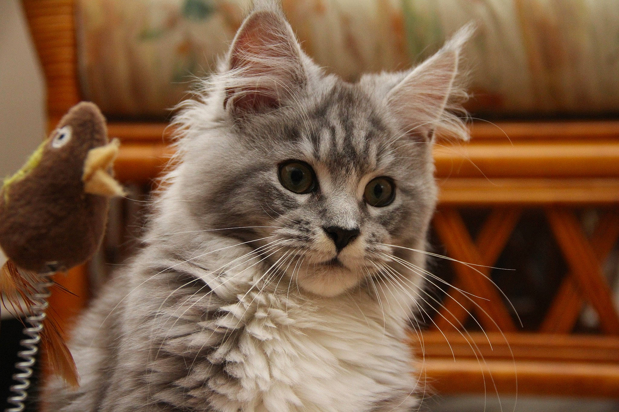 Gloria joined the competition — help win amazing prizes! carnivore, cat, claw, domestic_short_haired_cat, event, eye, fawn, felidae, fur, paw, plant, small_to_medium_sized_cats, snout, tree, whiskers, wildlife, window, wood