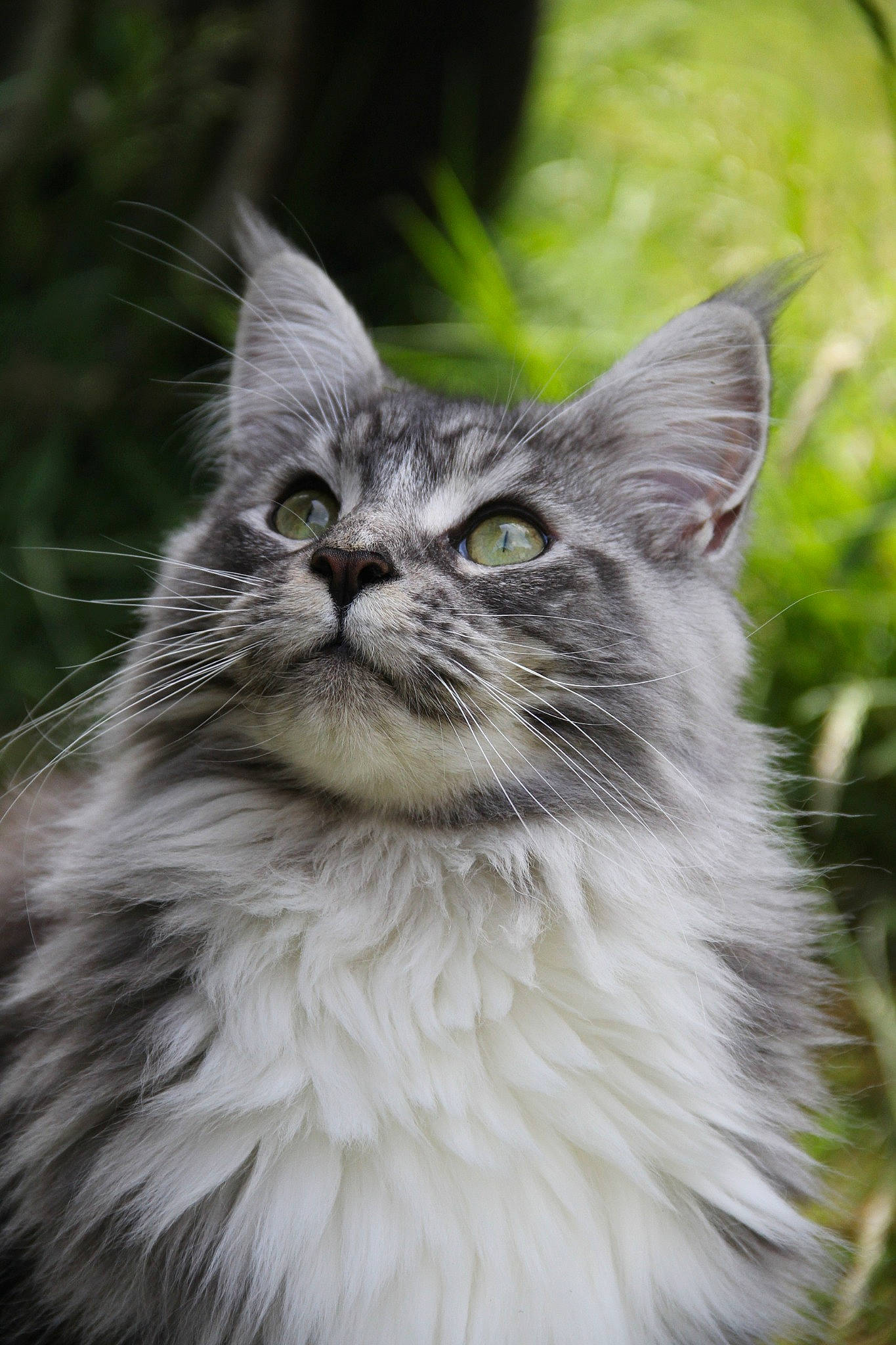 Gloria is registered to the contest to win money with this photo: art, birman, british_longhair, carnivore, cat, close_up, domestic_short_haired_cat, event, felidae, fur, grass, maine_coon, plant, small_to_medium_sized_cats, snout, terrestrial_animal, tree, vehicle_registration_plate, whiskers, wildlife