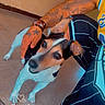 dog, pet, tattoo, bracelet, person, hand, outdoor, tile_floor, grass, morning, text_overlay, casual, sporty_clothing, ear, paw, brown, white, black, happy, companion