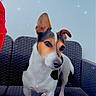 Mayken participe au concours pour gagner de l'argent avec cette photo : dog, small_dog, jack_russell_terrier, ear_up, ear_down, outdoor_furniture, woven_chair, person_partial, glasses, red_clothing, white_wall, sparkles, pet, animal, standing, curious, paw, short_hair, black_and_white, brown_markings