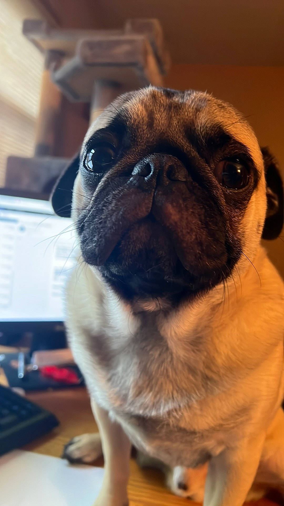 Sir Reginald Von Pugsly is registered to the contest to win money with this photo: carnivore, companion_dog, computer_component, computer_keyboard, computer_monitor, desk, dog, dog_breed, fawn, input_device, mouse, office_supplies, peripheral, pug, snout, sporting_group, terrestrial_animal, toy_dog, whiskers, wrinkle