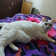 Vodka a rejoint le concours — aidez-le/la à gagner de superbes lots ! animal, bedroom, blanket, cat, cozy, cute, domestic, feline, fur, furniture, indoor, looking_at_camera, lying_down, pet, pink_blanket, purple_blanket, relaxed, resting, wall, white_cat