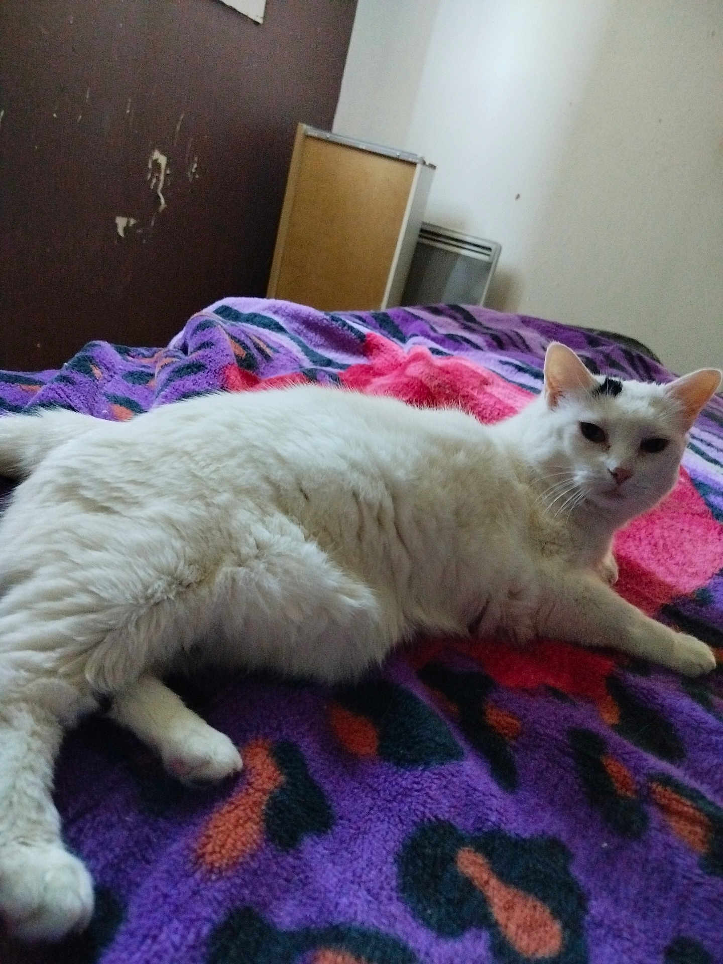 Vodka a rejoint le concours — aidez-le/la à gagner de superbes lots ! animal, bedroom, blanket, cat, cozy, cute, domestic, feline, fur, furniture, indoor, looking_at_camera, lying_down, pet, pink_blanket, purple_blanket, relaxed, resting, wall, white_cat