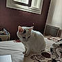 Vodka a rejoint le concours — aidez-le/la à gagner de superbes lots ! animal, bed, bedroom, cat, computerhardware, electronics, furniture, hardware, hardwood, homedecor, indoors, kitten, linen, manx, monitor, pet, room, screen, window, wood
