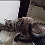 Anarchy participe au concours pour gagner de l'argent avec cette photo : abyssinian, animal, bed, cat, chair, closet, computer, couch, desk, electronics, furniture, indoors, kitten, laptop, manx, pc, pet, shelf, table, wood