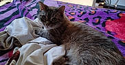 Anarchy participe au concours pour gagner de l'argent avec cette photo : bed, blanket, casual, cat, cozy, curious, domestic_animal, fur, furniture, indoor, living_room, orange, patterned_blanket, paws, purple, resting, sheet, tabby_cat, television, whiskers