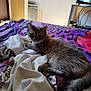 bed, blanket, casual, cat, cozy, curious, domestic_animal, fur, furniture, indoor, living_room, orange, patterned_blanket, paws, purple, resting, sheet, tabby_cat, television, whiskers