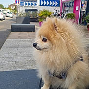 Múshu a rejoint le concours — aidez-le/la à gagner de superbes lots ! dog, pomeranian, fluffy, pet, bench, outdoor, street, fitness_center, sign, plants, bicycles, building, side_view, curious, leash, sky, daylight, urban, cute, small_dog