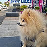 dog, pomeranian, fluffy, pet, bench, outdoor, street, fitness_center, sign, plants, bicycles, building, side_view, curious, leash, sky, daylight, urban, cute, small_dog
