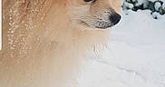 Múshu a rejoint le concours — aidez-le/la à gagner de superbes lots ! dog, pomeranian, snow, snowflakes, fur, outdoor, pet, animal, winter, nature, bushes, canine, fluffy, small_dog, walking, cold, portrait, profile_view, cute, companion
