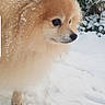 dog, pomeranian, snow, snowflakes, fur, outdoor, pet, animal, winter, nature, bushes, canine, fluffy, small_dog, walking, cold, portrait, profile_view, cute, companion