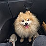 Múshu participe au concours pour gagner de l'argent avec cette photo : pomeranian, dog, pet, fluffy, animal, car_interior, happy, tongue_out, sitting, legs, shoes, denim, footwear, close_up, companion, cute, furry, canine, vehicle, interior