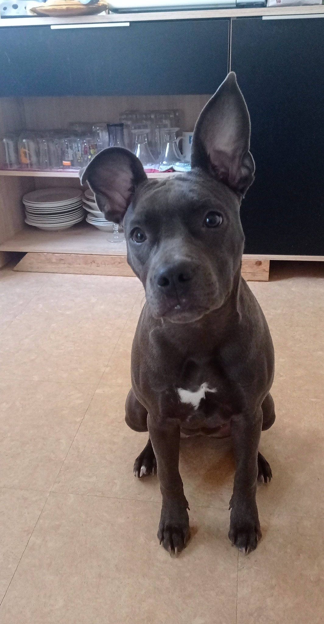 Romy a rejoint le concours — aidez-le/la à gagner de superbes lots ! american_pit_bull_terrier, american_staffordshire_terrier, bull_and_terrier, canidae, carnivore, dog, dog_breed, fawn, mammal, non_sporting_group, pit_bull, rare_breed_dog, snout, staffordshire_bull_terrier, thai_ridgeback, vertebrate