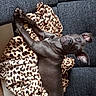 Romy a rejoint le concours — aidez-le/la à gagner de superbes lots ! brown, carnivore, cat, fawn, felidae, fur