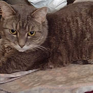 Girr Girr joined the competition — help win amazing prizes! animal, blanket, cat, closeup, comfort, cozy, domestic_animal, fabric, feline, fur, indoor, mammal, pet, relaxed, resting, soft_texture, stretching, tabby_cat, whiskers, yellow_eyes