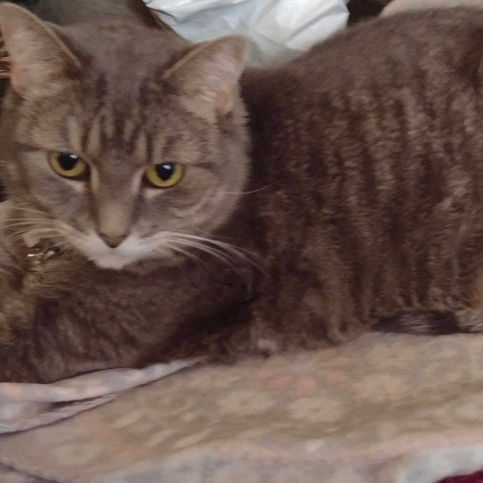 Girr Girr joined the competition — help win amazing prizes! animal, blanket, cat, closeup, comfort, cozy, domestic_animal, fabric, feline, fur, indoor, mammal, pet, relaxed, resting, soft_texture, stretching, tabby_cat, whiskers, yellow_eyes