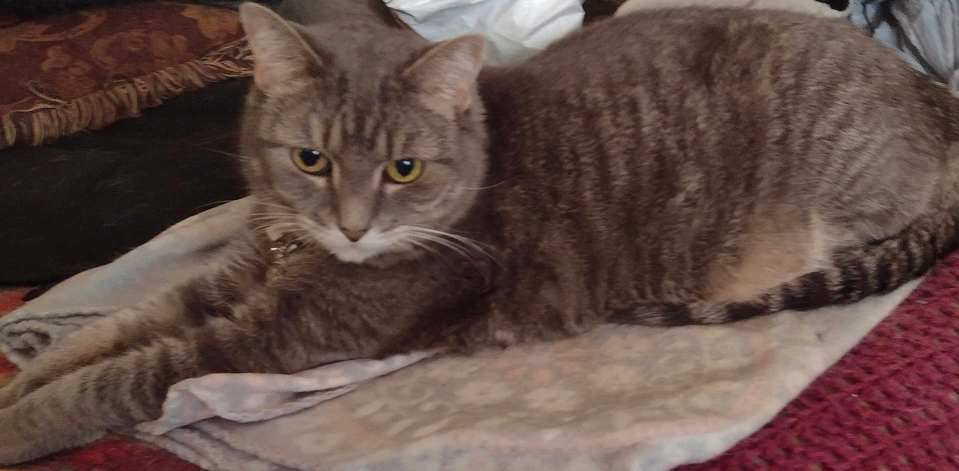 Girr Girr joined the competition — help win amazing prizes! animal, blanket, cat, closeup, comfort, cozy, domestic_animal, fabric, feline, fur, indoor, mammal, pet, relaxed, resting, soft_texture, stretching, tabby_cat, whiskers, yellow_eyes