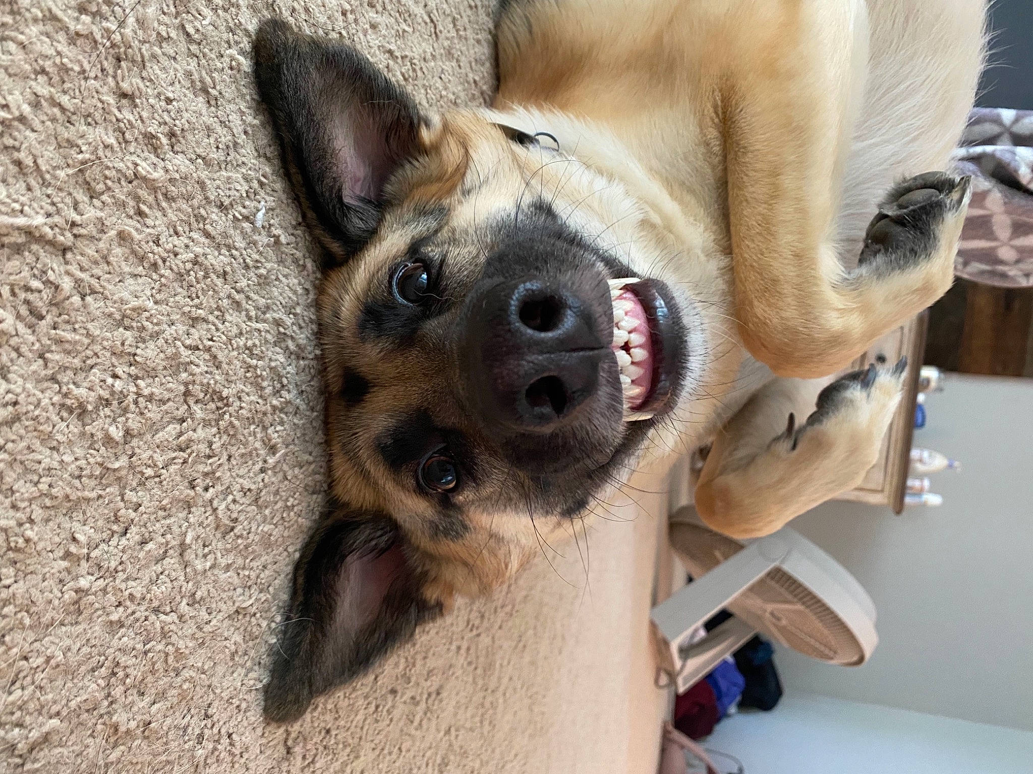 Myla joined the competition — help win amazing prizes! canidae, carnivore, claw, collar, companion_dog, dog, dog_breed, fawn, foot, fur, german_shepherd_dog, non_sporting_group, paw, puppy, snout, sporting_group, terrestrial_animal, whiskers, working_animal, working_dog