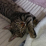 Néo participe au concours pour gagner de l'argent avec cette photo : cat, tabby, pet, feline, animal, indoor, blanket, soft, texture, paw, stretching, curious, relaxed, cozy, fur, whiskers, sleepy, closeup, domestic, cute