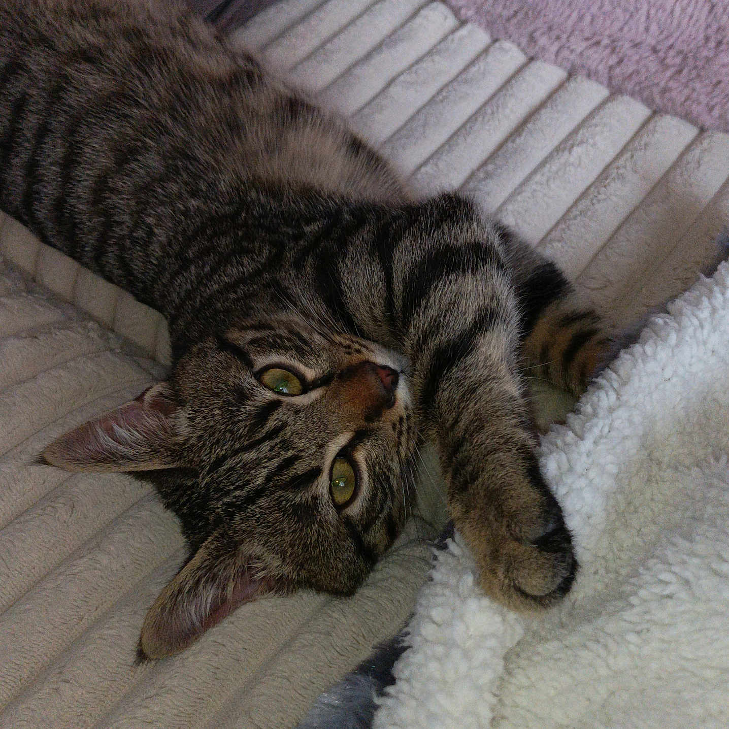 Néo participe au concours pour gagner de l'argent avec cette photo : animal, blanket, cat, closeup, cozy, curious, cute, domestic, feline, fur, indoor, paw, pet, relaxed, sleepy, soft, stretching, tabby, texture, whiskers
